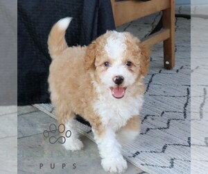 Bernedoodle (Miniature) Puppy for sale in EPHRATA, PA, USA