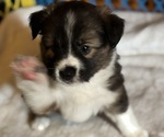 Small #1 Australian Shepherd-Miniature Australian Shepherd Mix