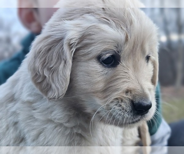 Medium Photo #2 English Cream Golden Retriever Puppy For Sale in PROSPECT, PA, USA