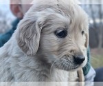 Small Photo #2 English Cream Golden Retriever Puppy For Sale in PROSPECT, PA, USA