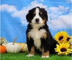 Small Photo #2 Bernese Mountain Dog Puppy For Sale in FREDERICKSBG, OH, USA