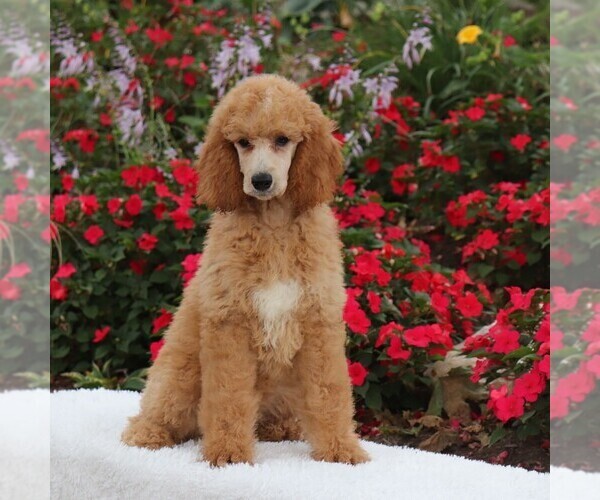 Medium Photo #1 Poodle (Standard) Puppy For Sale in GAP, PA, USA