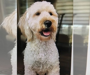 Father of the Goldendoodle puppies born on 09/20/2025