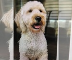 Small Photo #1 Goldendoodle Puppy For Sale in COLORADO SPRINGS, CO, USA