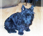 Small #3 Scottish Terrier
