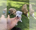 Puppy White Boy American Pit Bull Terrier