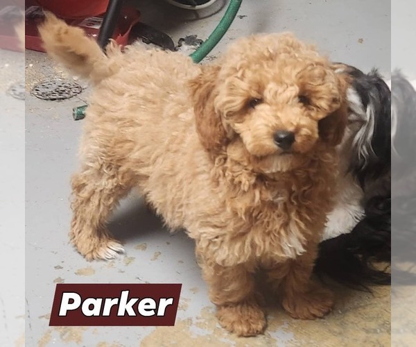 Medium Photo #1 Poodle (Miniature) Puppy For Sale in RICHMOND, MO, USA