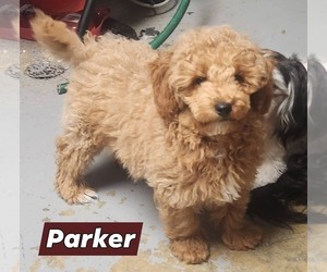 Poodle (Miniature) Puppy for sale in RICHMOND, MO, USA