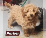 Small Poodle (Miniature)