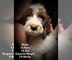 Saint Berdoodle Puppy for sale in CONNEAUT, OH, USA