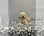 Small Maltipoo (Miniature)