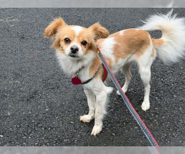 Medium Photo #3 Chihuahua-Unknown Mix Puppy For Sale in Bellevue, WA, USA