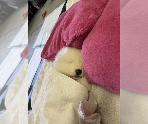 Medium Photo #18 Samoyed Puppy For Sale in DALY CITY, CA, USA