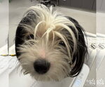 Small #1 Shih Tzu Mix