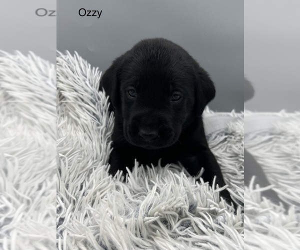 Medium Photo #5 Labrador Retriever Puppy For Sale in FREDERICKSBG, OH, USA