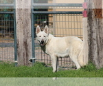 Small Photo #1 German Shepherd Dog Puppy For Sale in ELOY, AZ, USA