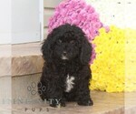 Small Cavapoo (Miniature)