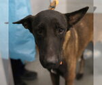 COWBOY - Male Mutt Dog for Adoption - Small photo