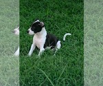 Small #1 Mutt