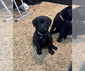 Labbe Dogs for adoption in Wheaton, IL, USA