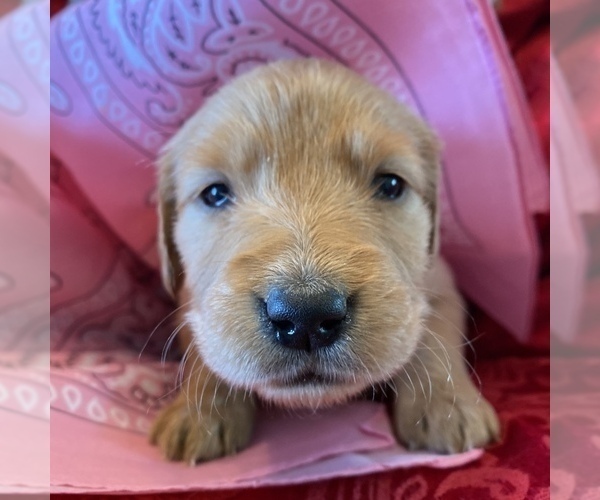 Medium Photo #4 Golden Retriever Puppy For Sale in RADCLIFF, KY, USA