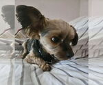 Small #6 Mutt