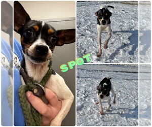 Jack Chi Dogs for adoption in Pierceton , IN, USA