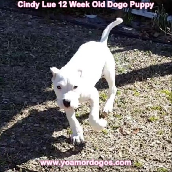 Medium Photo #154 Dogo Argentino Puppy For Sale in PINEVILLE, MO, USA