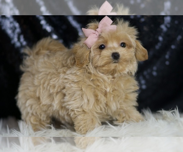 Medium Photo #87 Maltipoo Puppy For Sale in WARSAW, IN, USA