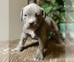 Small Photo #11 American Bully Puppy For Sale in PHILA, PA, USA