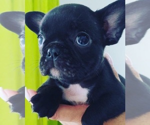 French Bulldog Puppy for sale in MIAMI, FL, USA