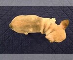Small Photo #6 French Bulldog Puppy For Sale in CHINO HILLS, CA, USA