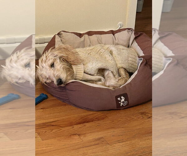 Medium Photo #4 Mutt Puppy For Sale in Brooklyn, NY, USA