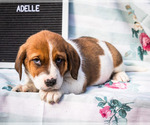 Puppy Adelle Australian Cattle Dog-Basset Hound Mix