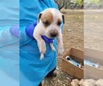 Small Mutt