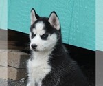 Small Photo #9 Siberian Husky Puppy For Sale in STEVENS, PA, USA