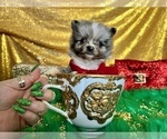 Small Photo #20 Pomeranian Puppy For Sale in HAYWARD, CA, USA