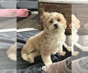 Cock-A-Poo Dogs for adoption in Brights Grove, Ontario, Canada