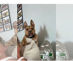 Deuce - Male Mutt Dog for Adoption - Photo #4