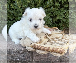 Maltese Puppy for sale in MIDDLEBURY, IN, USA