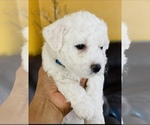 Small #5 Bichon Frise