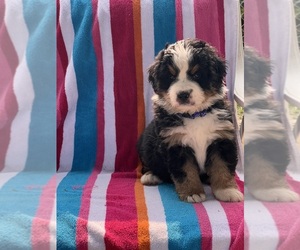 Bernese Mountain Dog Puppy for Sale in LOGAN, Ohio USA