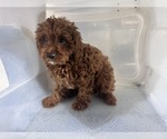 Small #10 Cavapoo