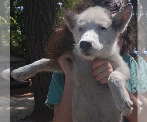 Siberian Husky Puppy for sale in FLORENCE, SC, USA