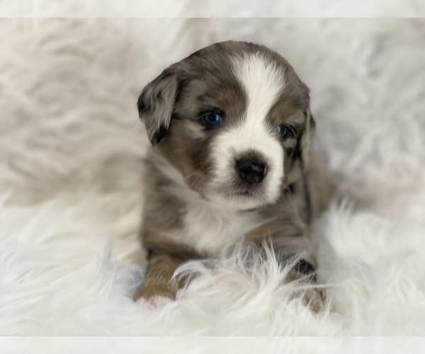 Medium Photo #1 Miniature Australian Shepherd Puppy For Sale in CHULA VISTA, CA, USA