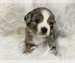Small Photo #1 Miniature Australian Shepherd Puppy For Sale in CHULA VISTA, CA, USA