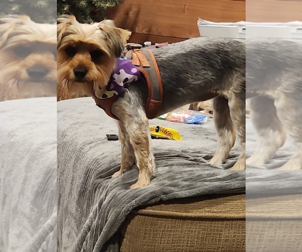 Medium Photo #1 Yorkshire Terrier Puppy For Sale in ALFORD, FL, USA