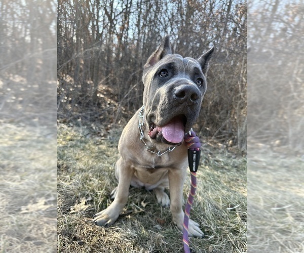 Medium Photo #1 Cane Corso Puppy For Sale in PALOS HEIGHTS, IL, USA