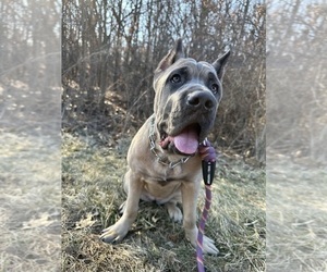 Mother of the Cane Corso puppies born on 06/15/2025