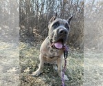 Small Photo #1 Cane Corso Puppy For Sale in PALOS HEIGHTS, IL, USA
